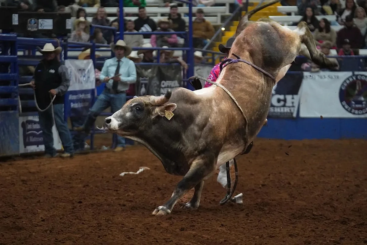 Head to Head in the Chutes: the Top PBR Bulls Battle for the No. 1 Ranking of the 2026 Season