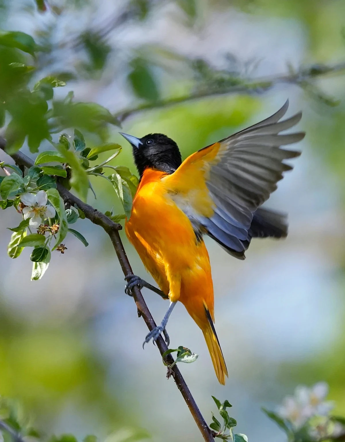 Orioles news: Basking in Yankees series win